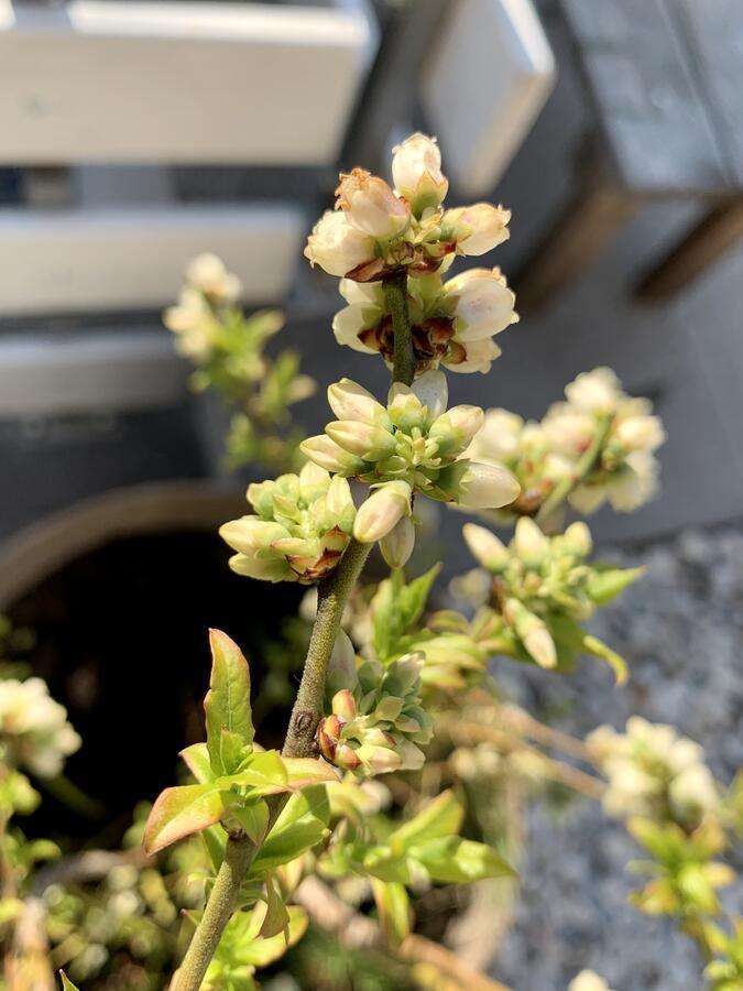 Apartment Micnek Bled Dış mekan fotoğraf